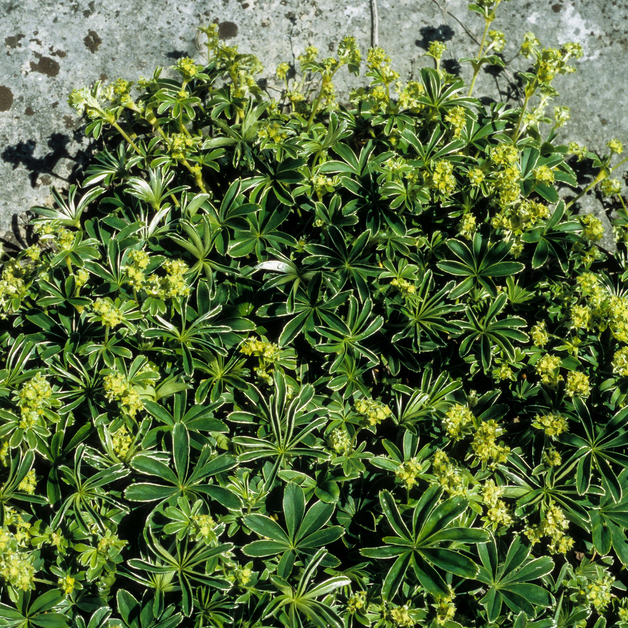 Bakker Alchémille des Alpes vivace pot Ø9cm feuillage argenté