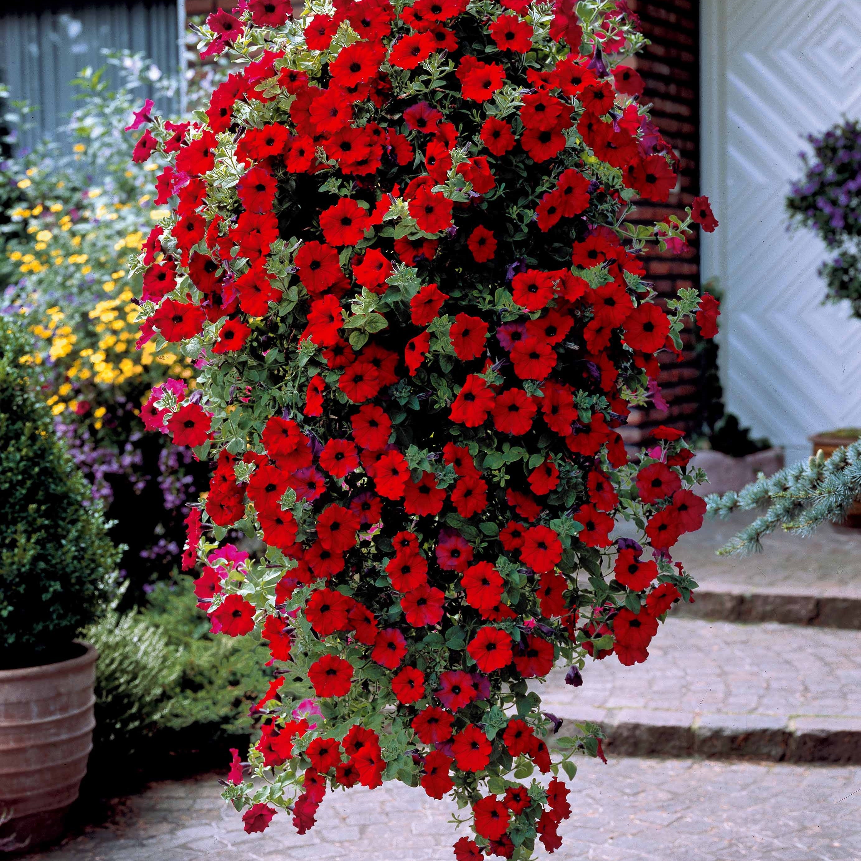 Bakker Collection 9 Pétunias rouges roses jaunes 9 pots