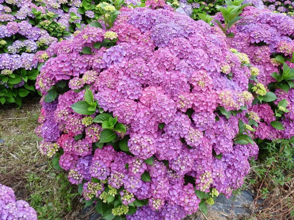 Les Hortensias du Haut Bois Alpenglühen hortensia fleurs rondes rouge