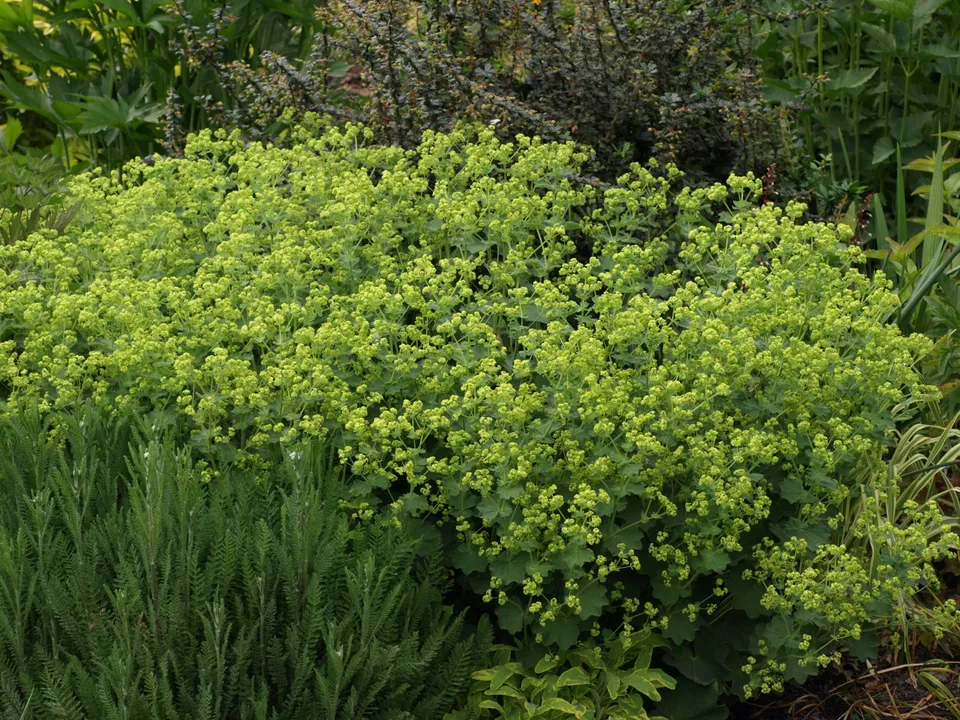 Passion Vivaces Alchemilla erythropoda plante naine godet