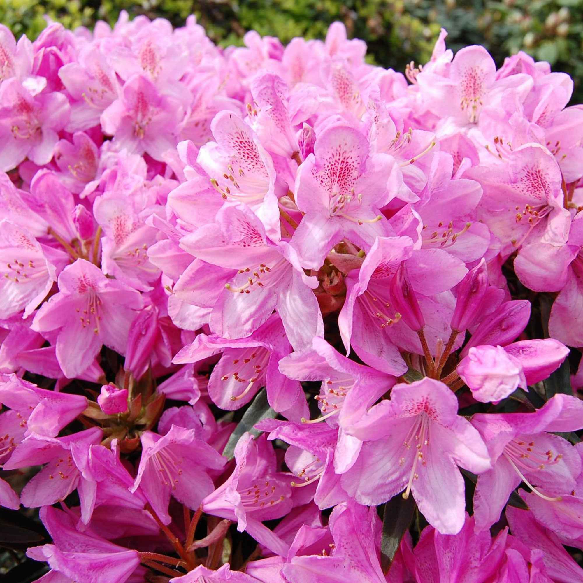 Bakker Roseum Elegans rhododendron rose pot 3L 30-40cm