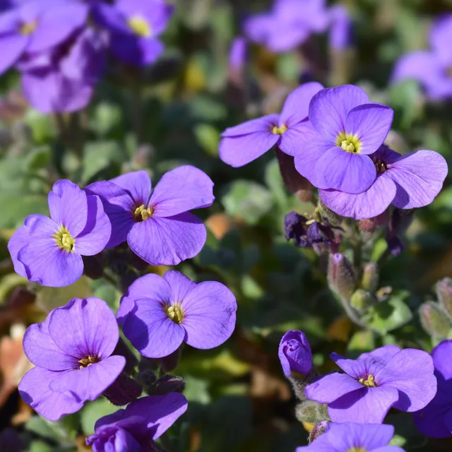Bakker Cascade Purple aubriète violette pot 9cm