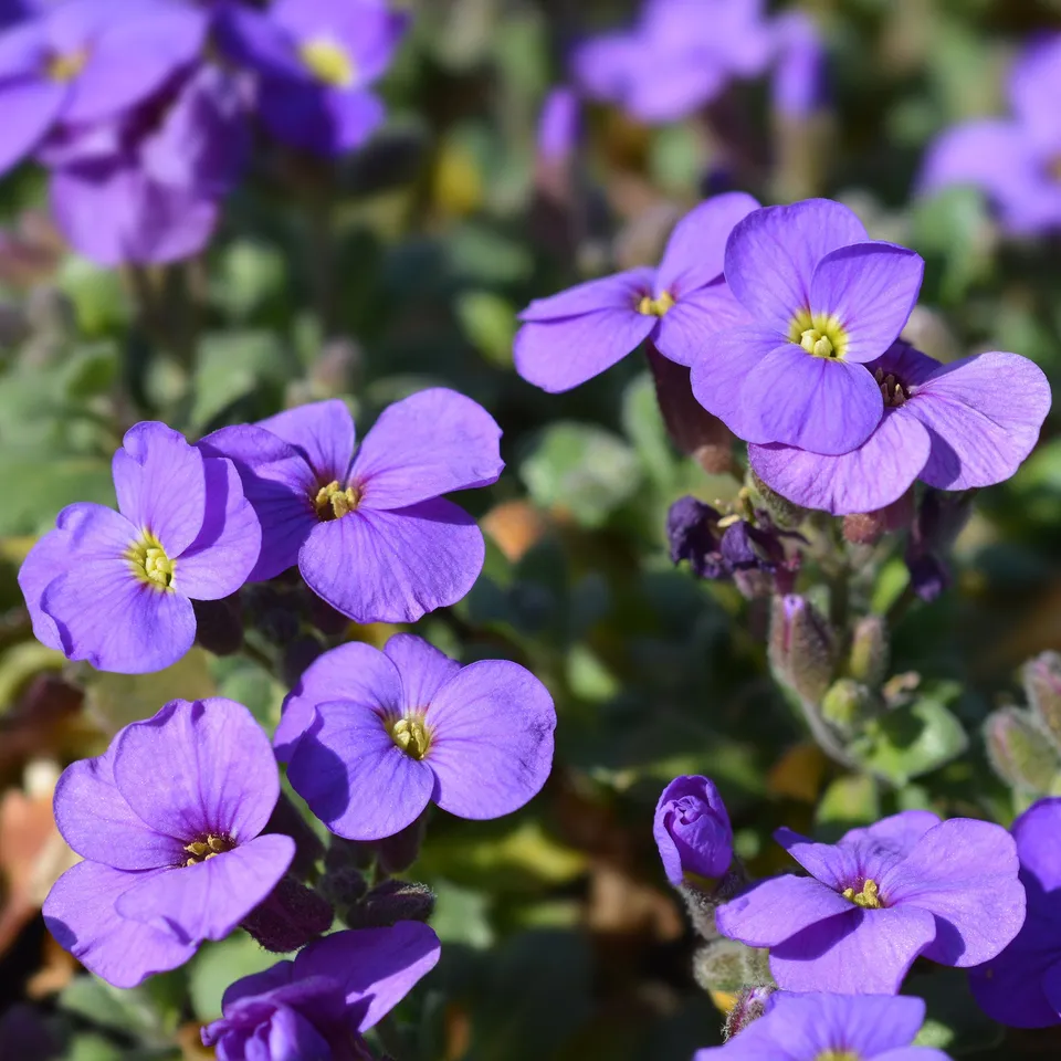 Bakker Cascade Purple aubriète violette pot 9cm