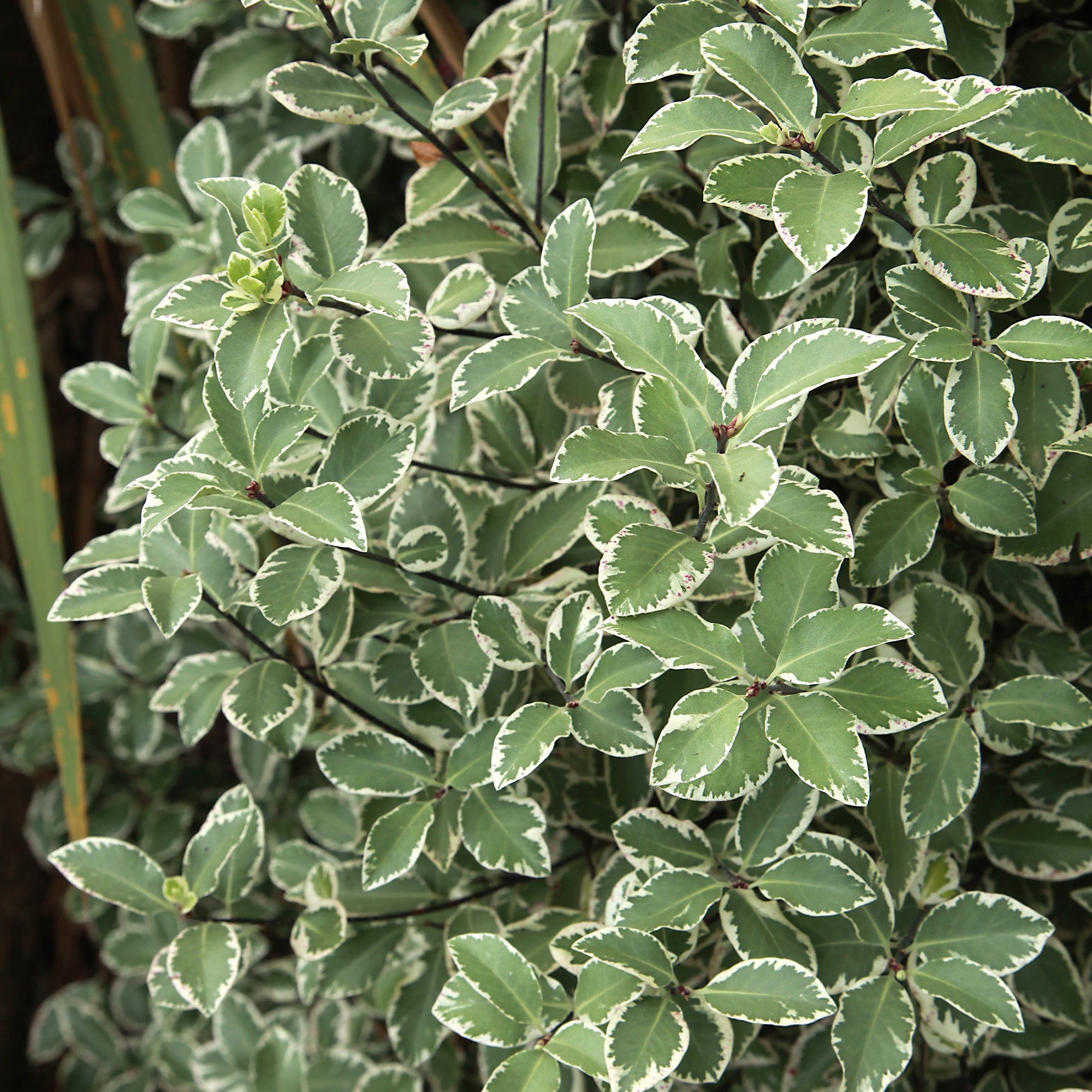 Bakker Pittosporum tenuifolium variegatum pot 2 L