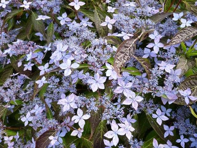 Les Hortensias du Haut Bois Otsu Hime Hydrangea serrata hortensia nain rose