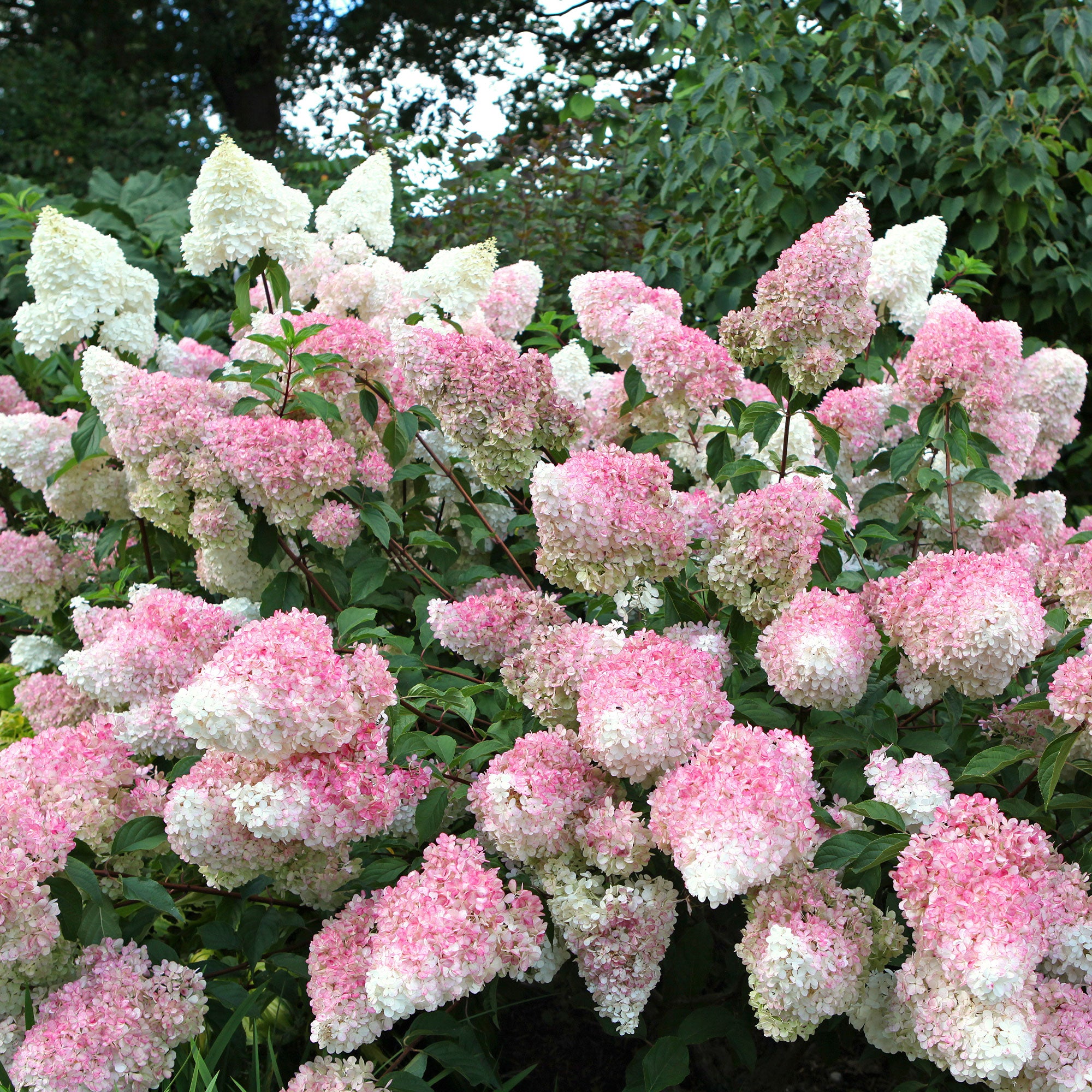 Bakker Vanille Fraise hortensia paniculé pot 1,3L 20-30 cm