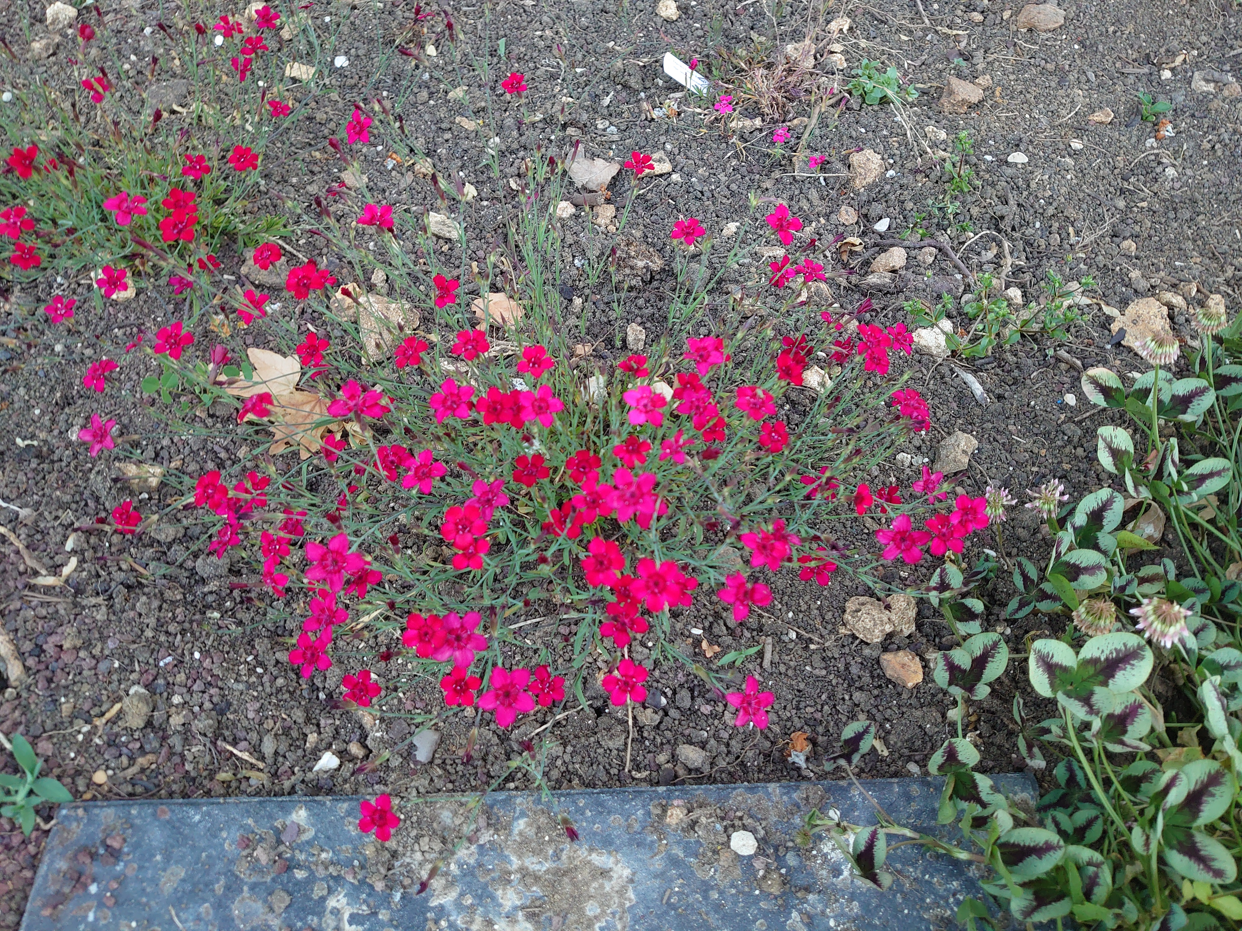 Passion Vivaces Dianthus Brillant œillet deltoïde rouge en pot