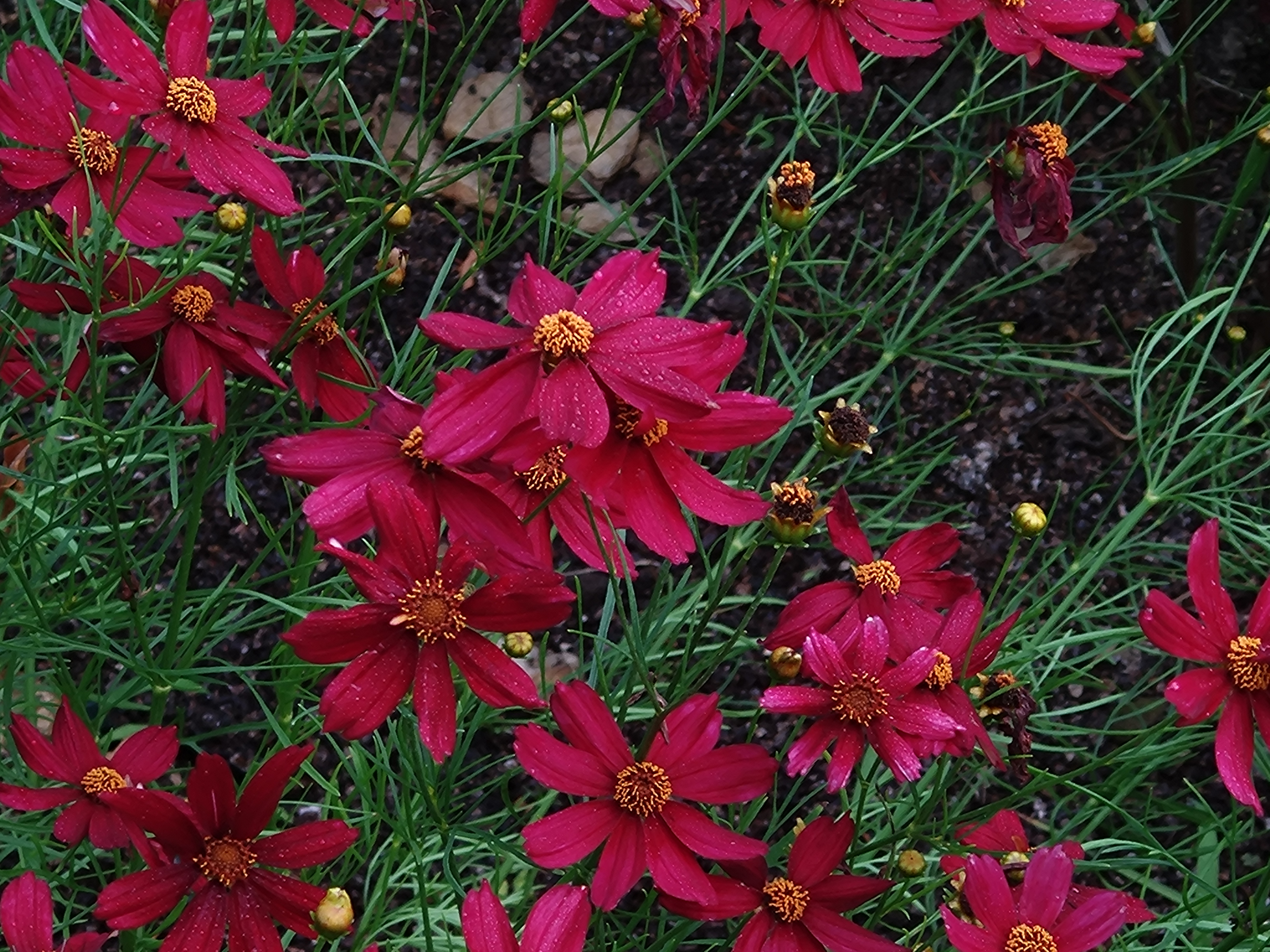 Passion Vivaces Coreopsis verticillata Red Satin plante pot 1L