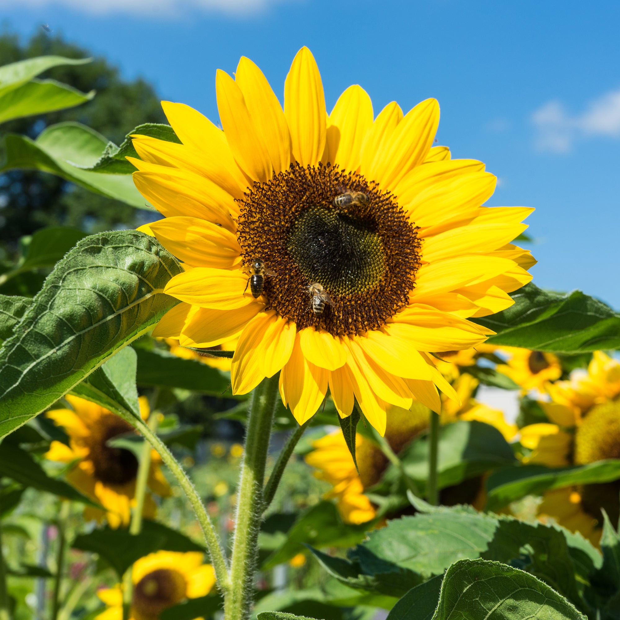 Bakker Tournesol plante terrasse pot Ø13cm jaune