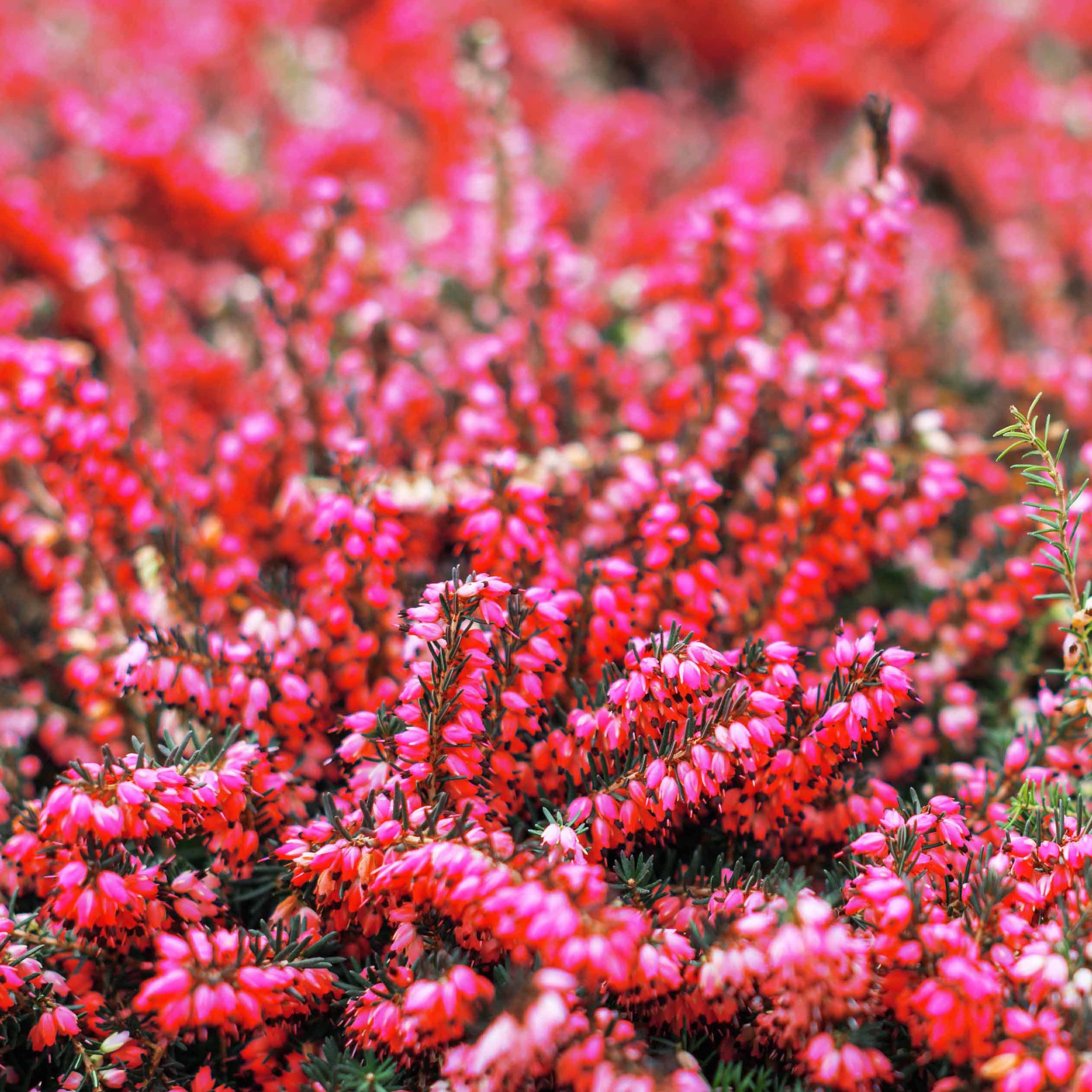 Bakker Bruyères hiver Hellébore 4 pots Ø9cm rouge blanc