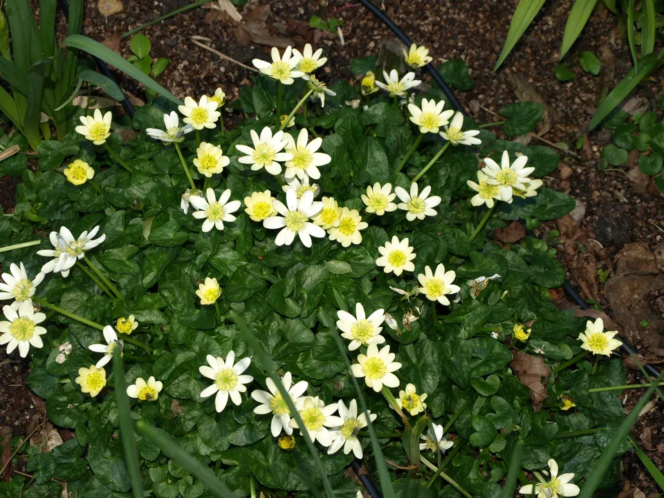 Passion Vivaces Ranunculus ficaria Salmon White plante vivace godet