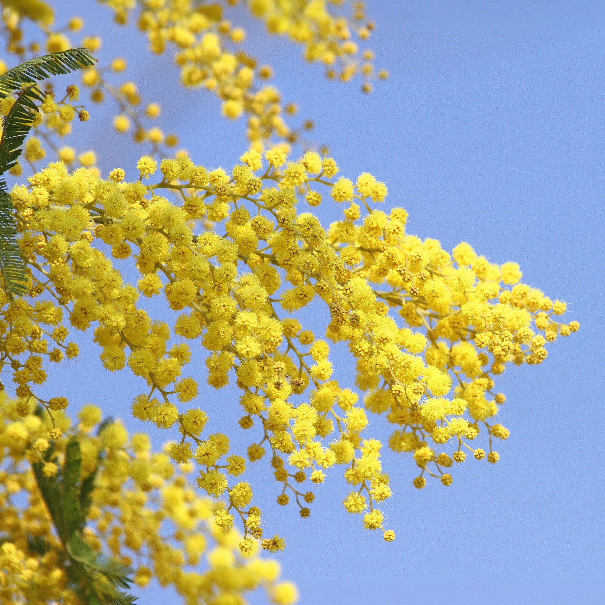 Bakker Mimosa d'hiver arbuste pot Ø9cm jaune