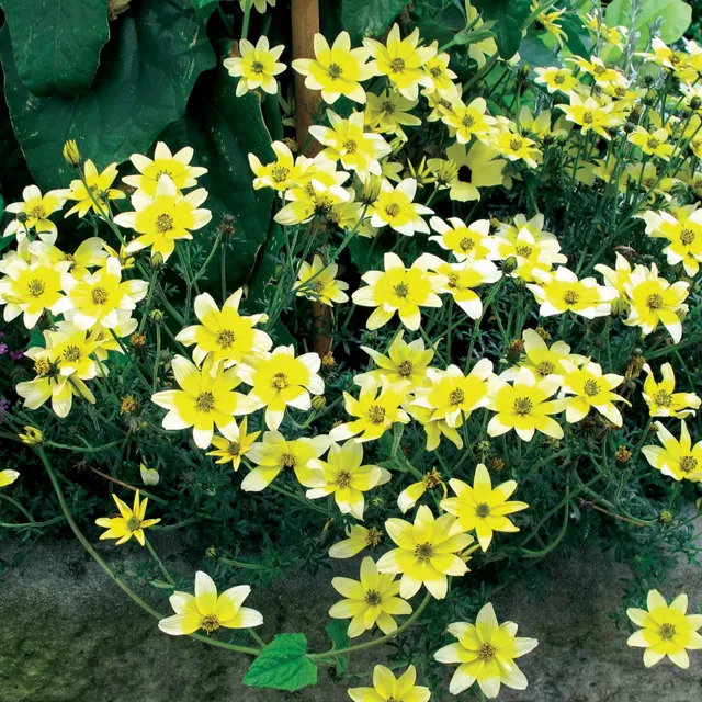 Bakker 3 Bidens jaunes 3 pots Ø 10,5 cm retombant soleil