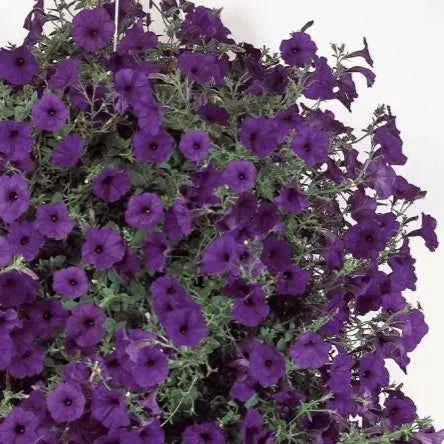 Bakker Pétunia Wave Bleu F1 pétunia sachet 15 graines fleur bleue