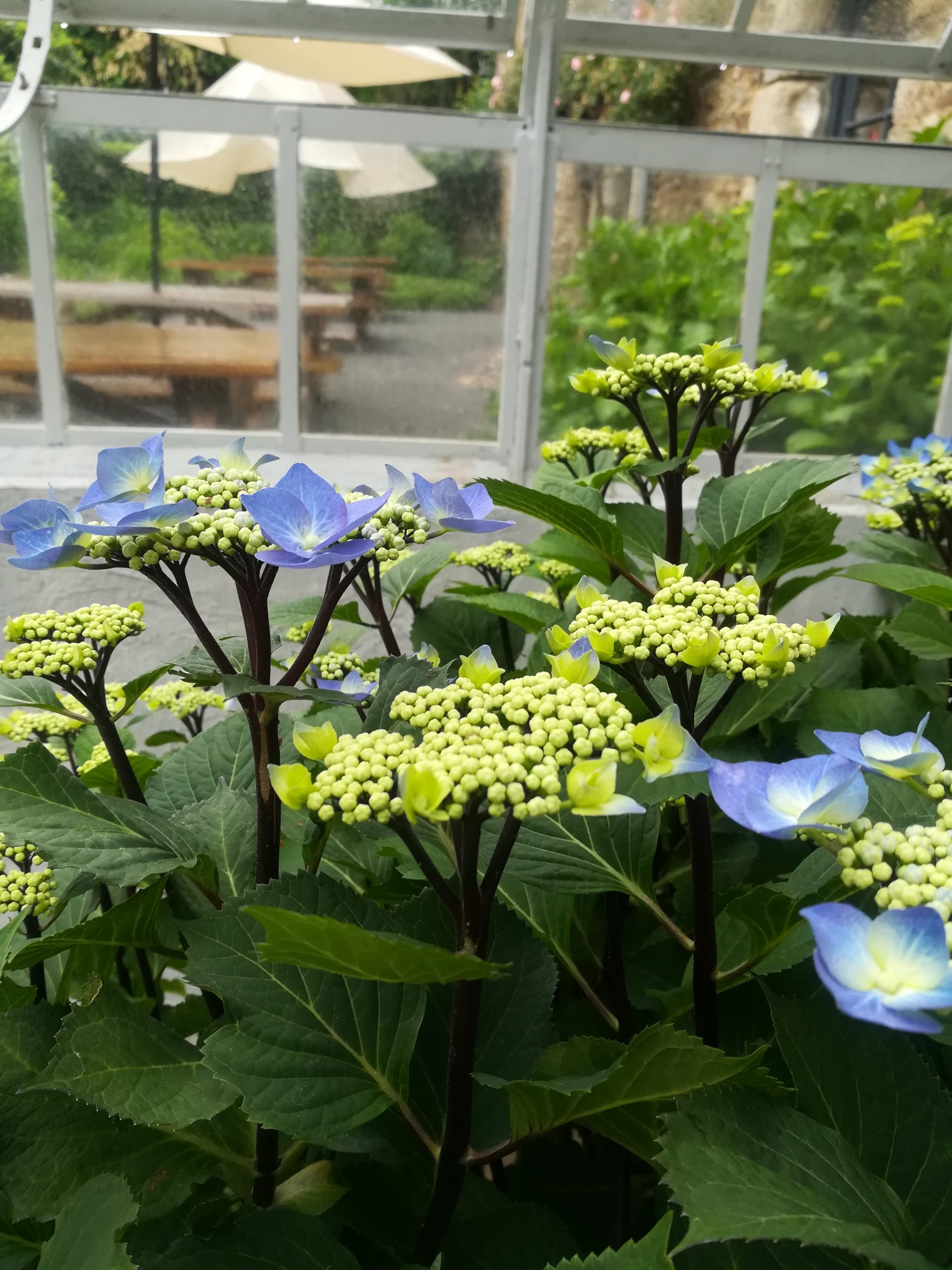 Hortensias du Haut Bois Zorro hortensia plat tiges noires