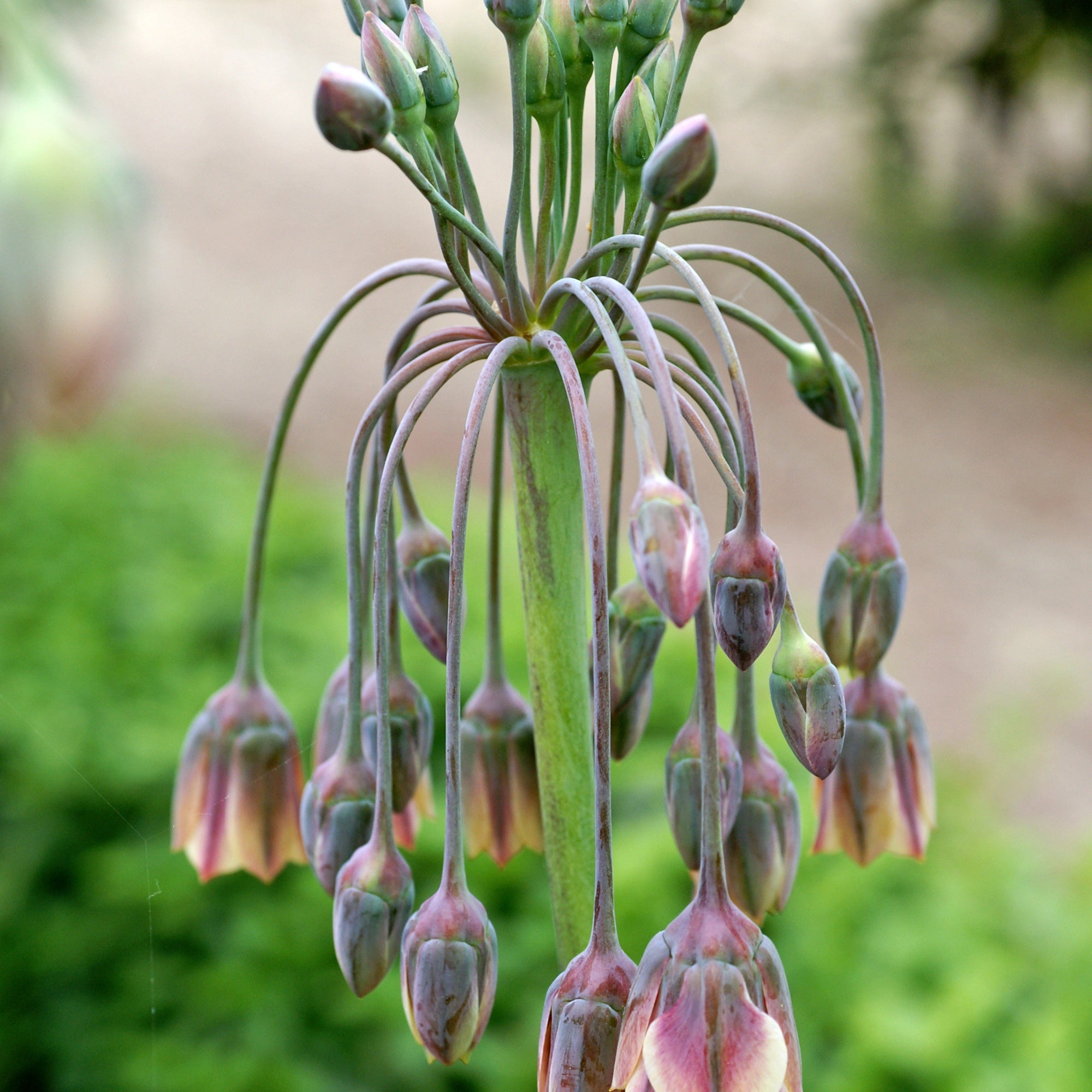 Bakker Alliums Bulgarie bulbes sachet 15 crème