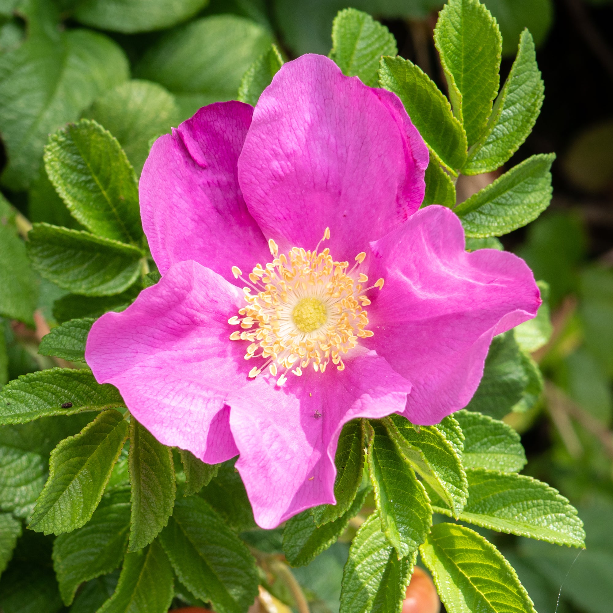 Bakker Rosiers Rugueux rose foncé 2 pots Ø9cm parfumé rustique