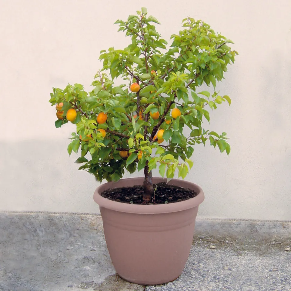 Bakker Aprigold mini-abricotier scion abricots pot