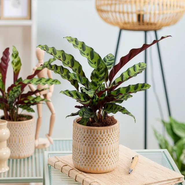 Bakker Calathea lancifolia Insigne vert pot Ø14 cm 45-55 cm