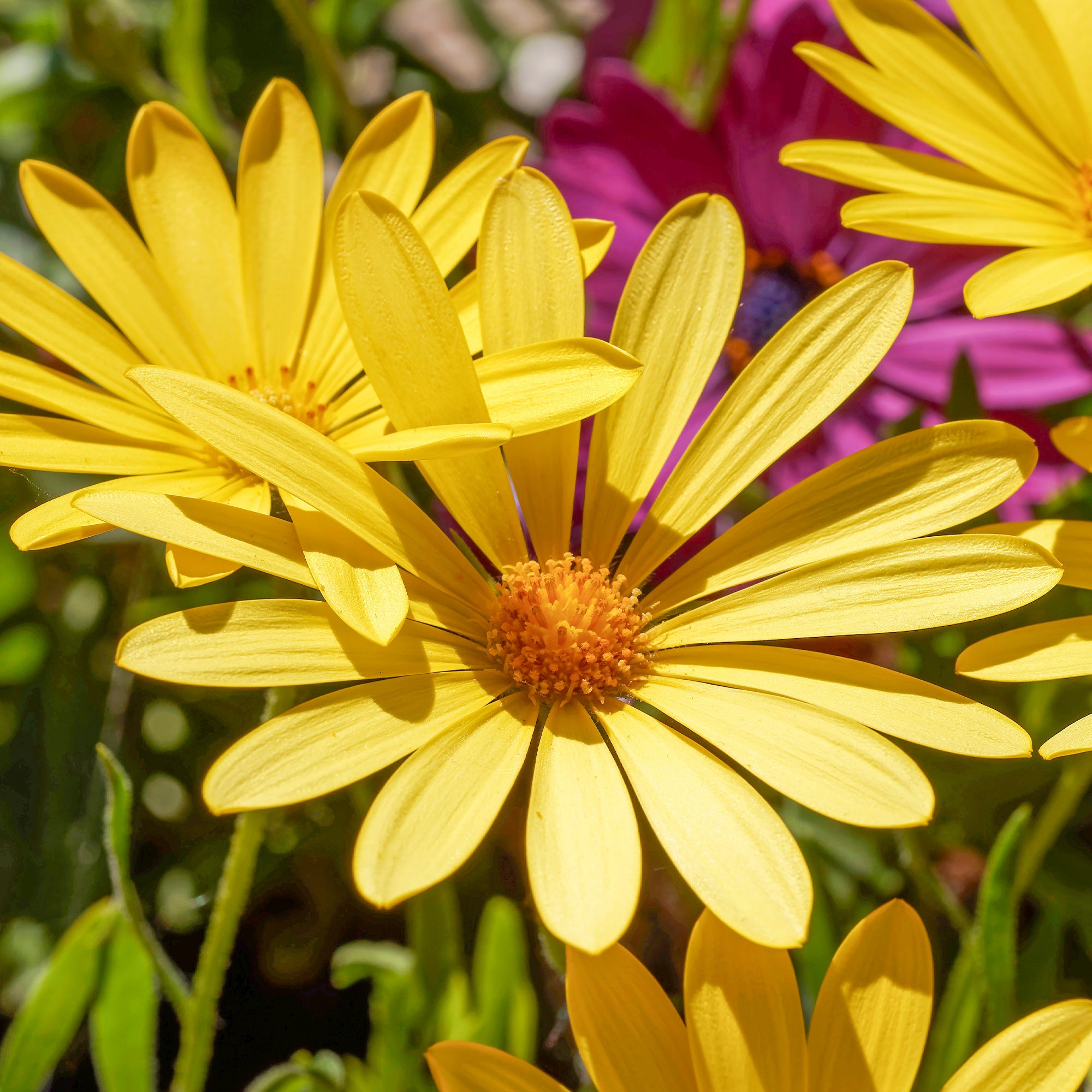 Bakker Marguerite du Cap jaune osteospermum pot 10,5cm