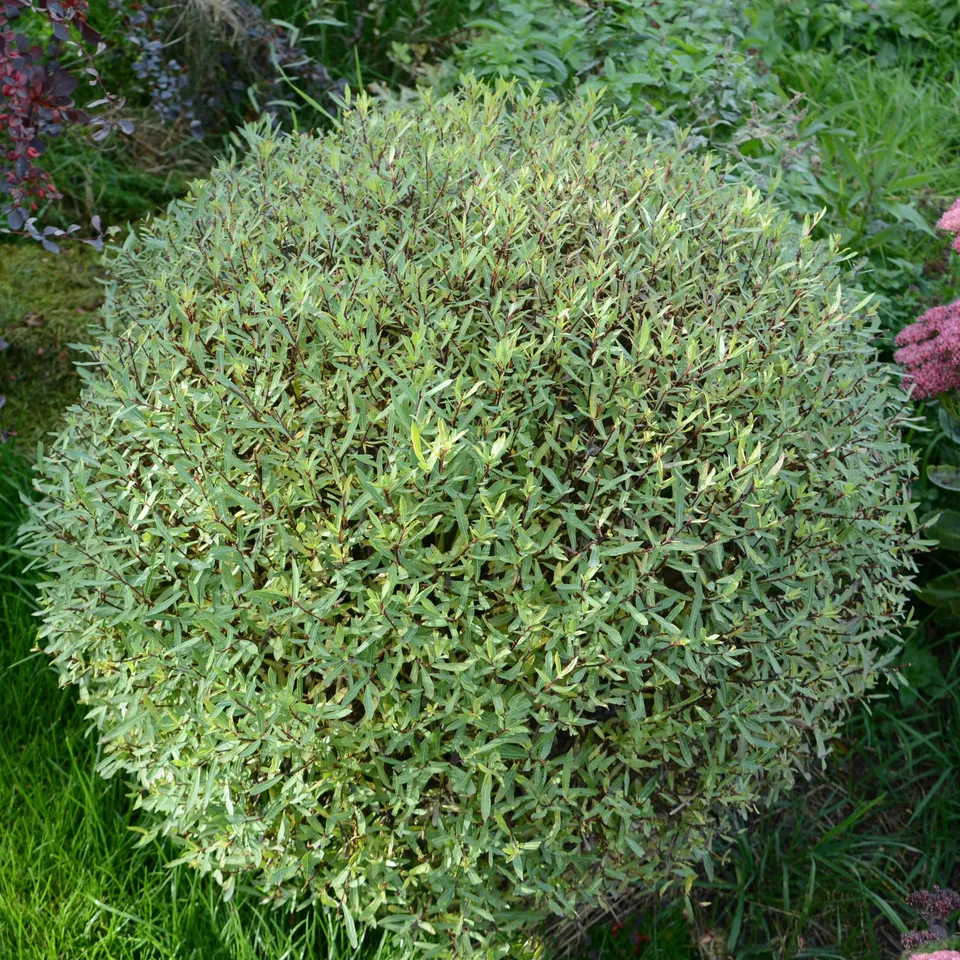 Bakker Saule pourpre nain Salix pot 1.5L 20-30cm haie