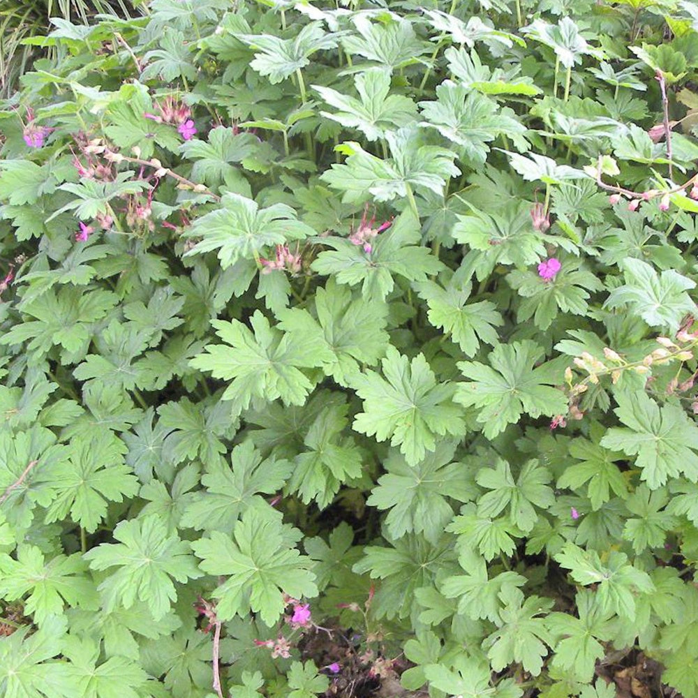 Bakker Vivaces Géranium macrorrhizum violet pot 8cm