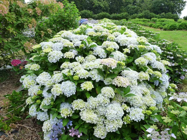 Les Hortensias du Haut Bois Otaksa Monstruosa hortensia rondes