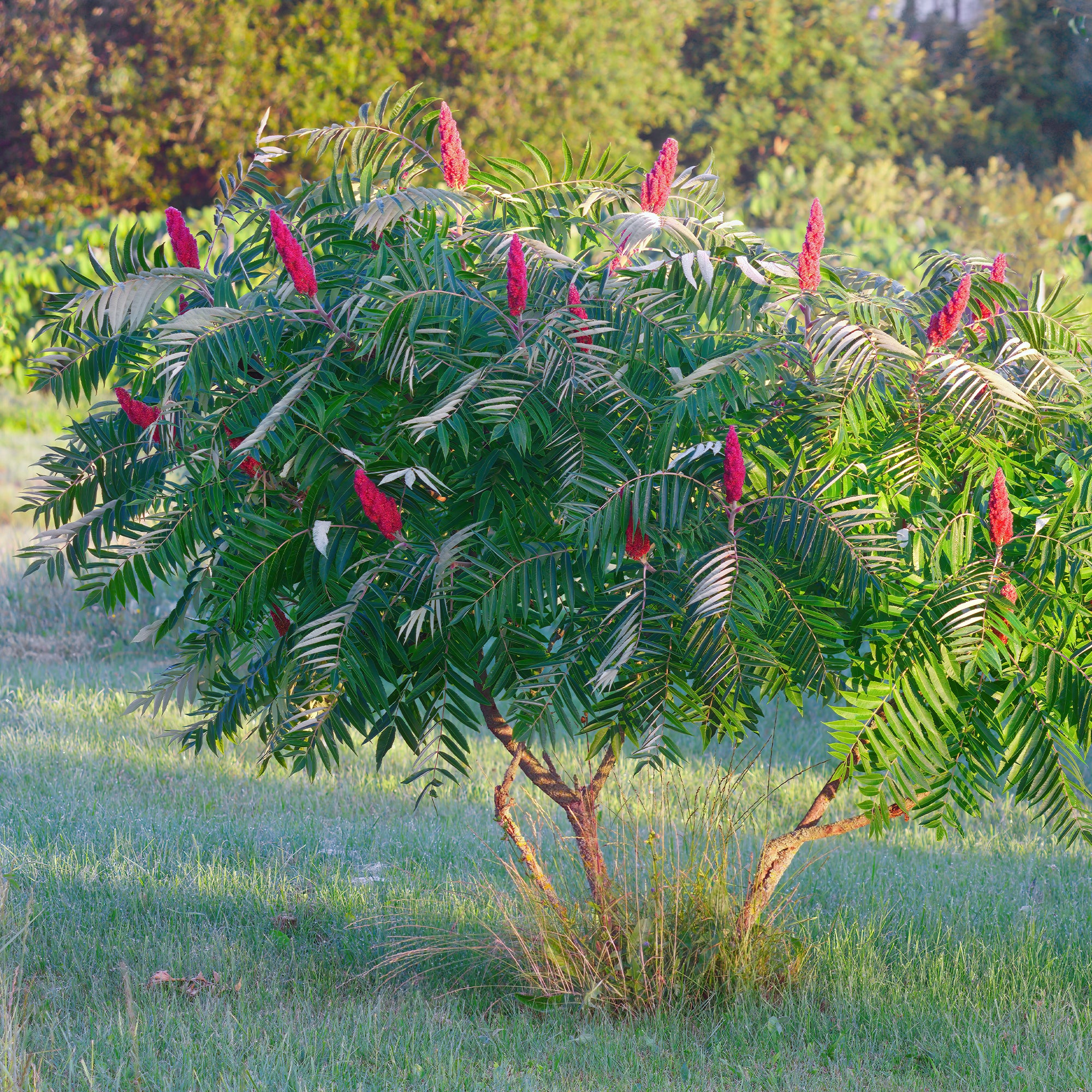 Bakker Sumac de Virginie arbuste pot 5L feuillage automne