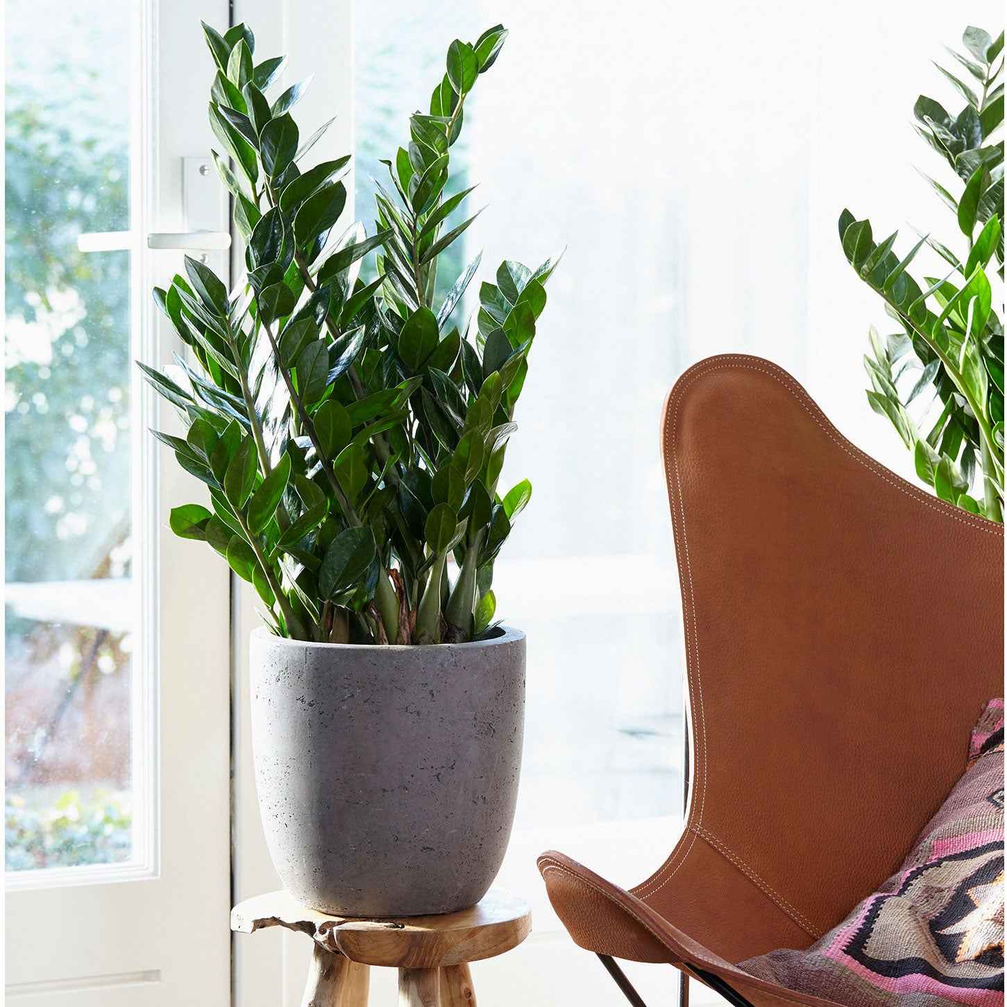 Bakker Zamioculcas plante verte pot 13cm 35cm facile