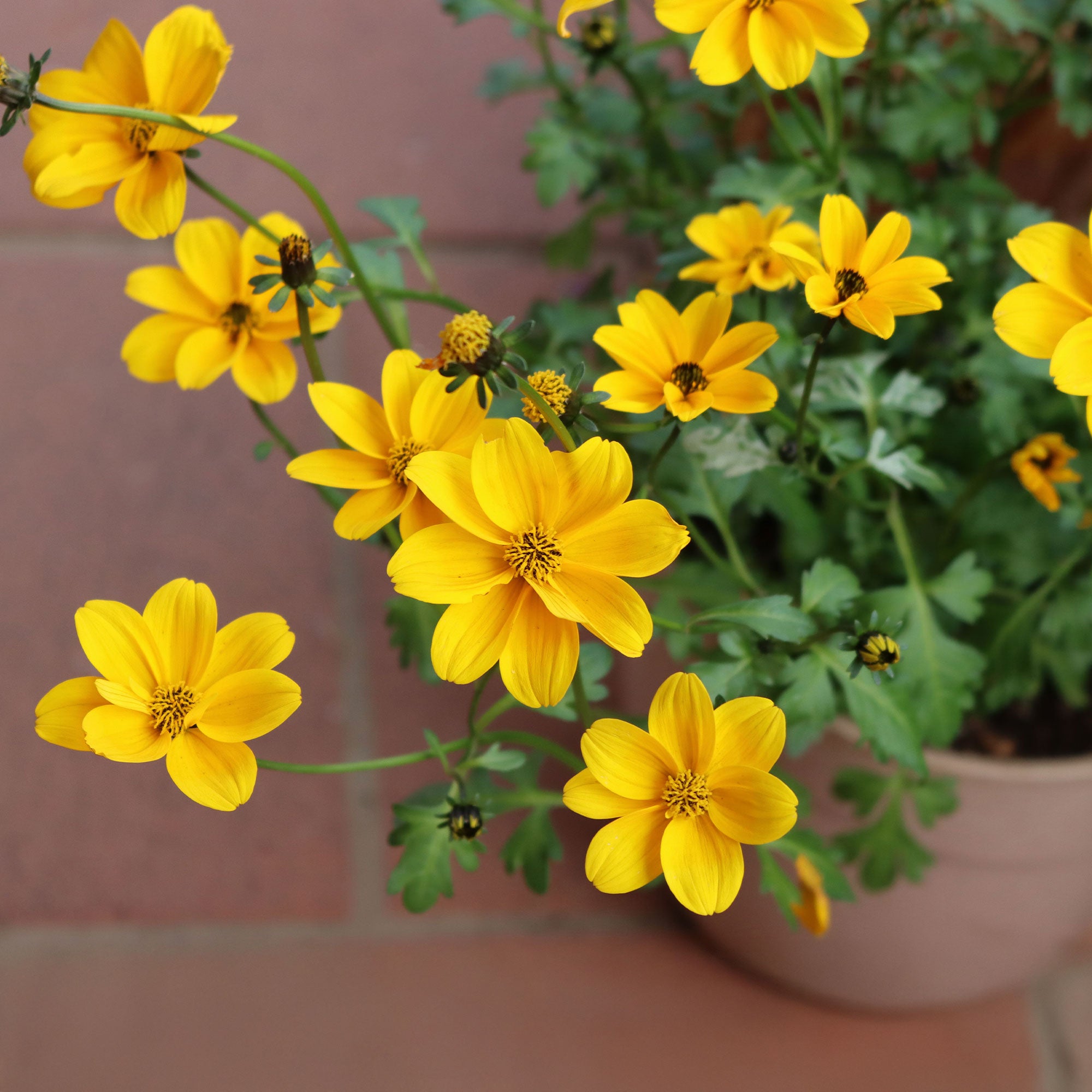 Bakker Bidens jaunes fleur retombante pot Ø 10,5 cm