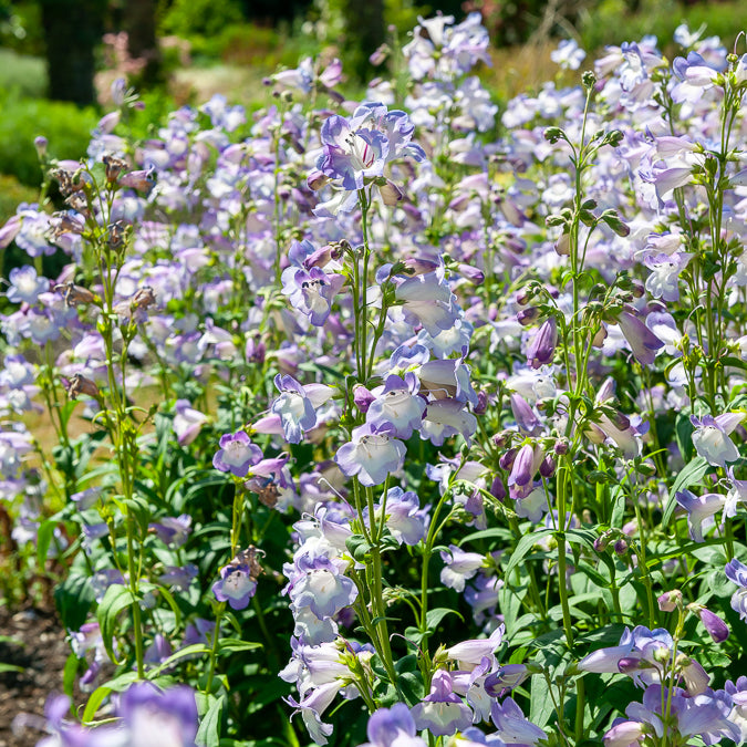 Bakker Galane Alice Hindley penstemon pot Ø 9cm mauve