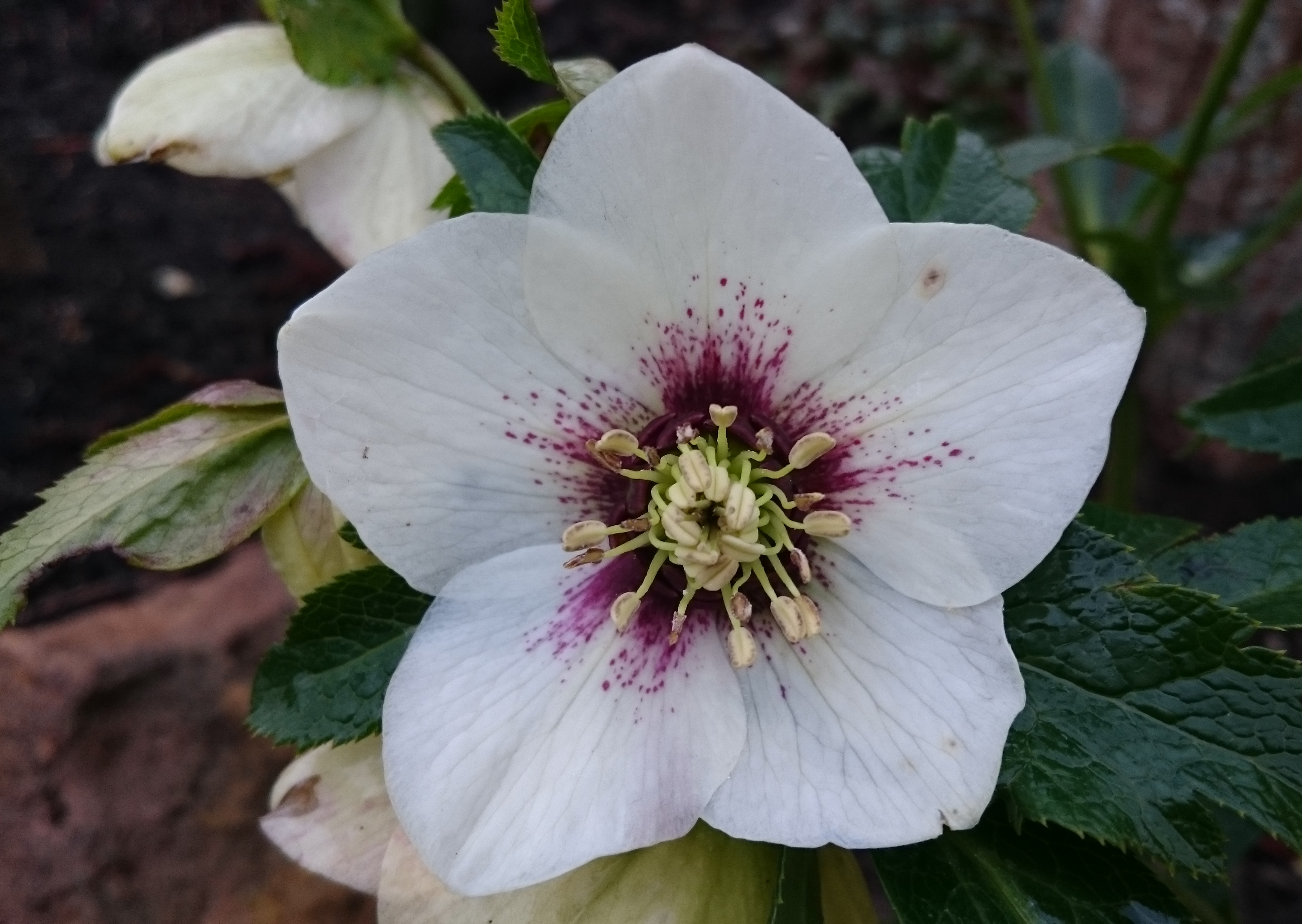 Passion Vivaces Helleborus orientalis plante vivace rose de carême hiver