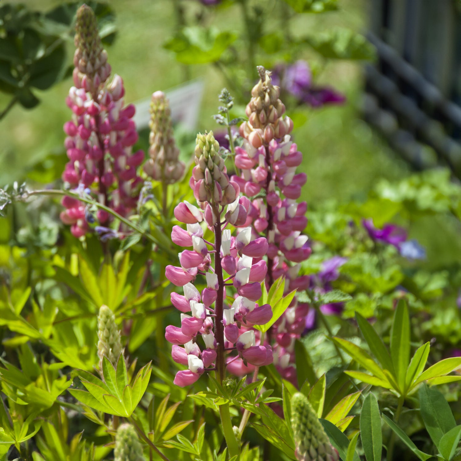 Bakker Lupin La Chateleine vivace pot 9cm rose