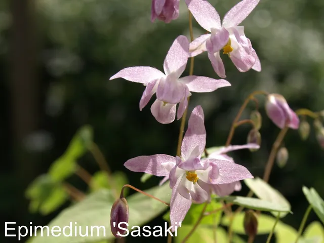 Passion Vivaces Epimedium Sasaki plante vivace rose ombre