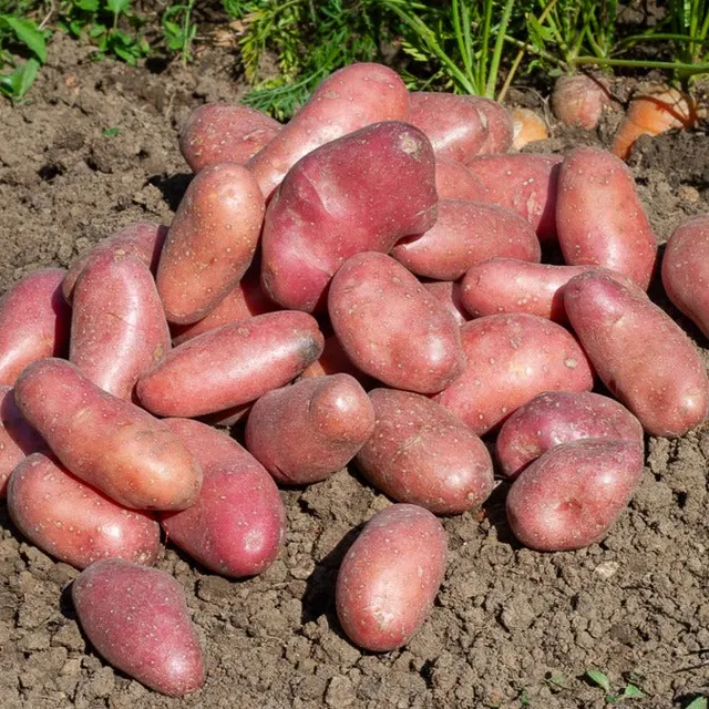 Bakker Chérie plants de pommes de terre 25 plants chair ferme
