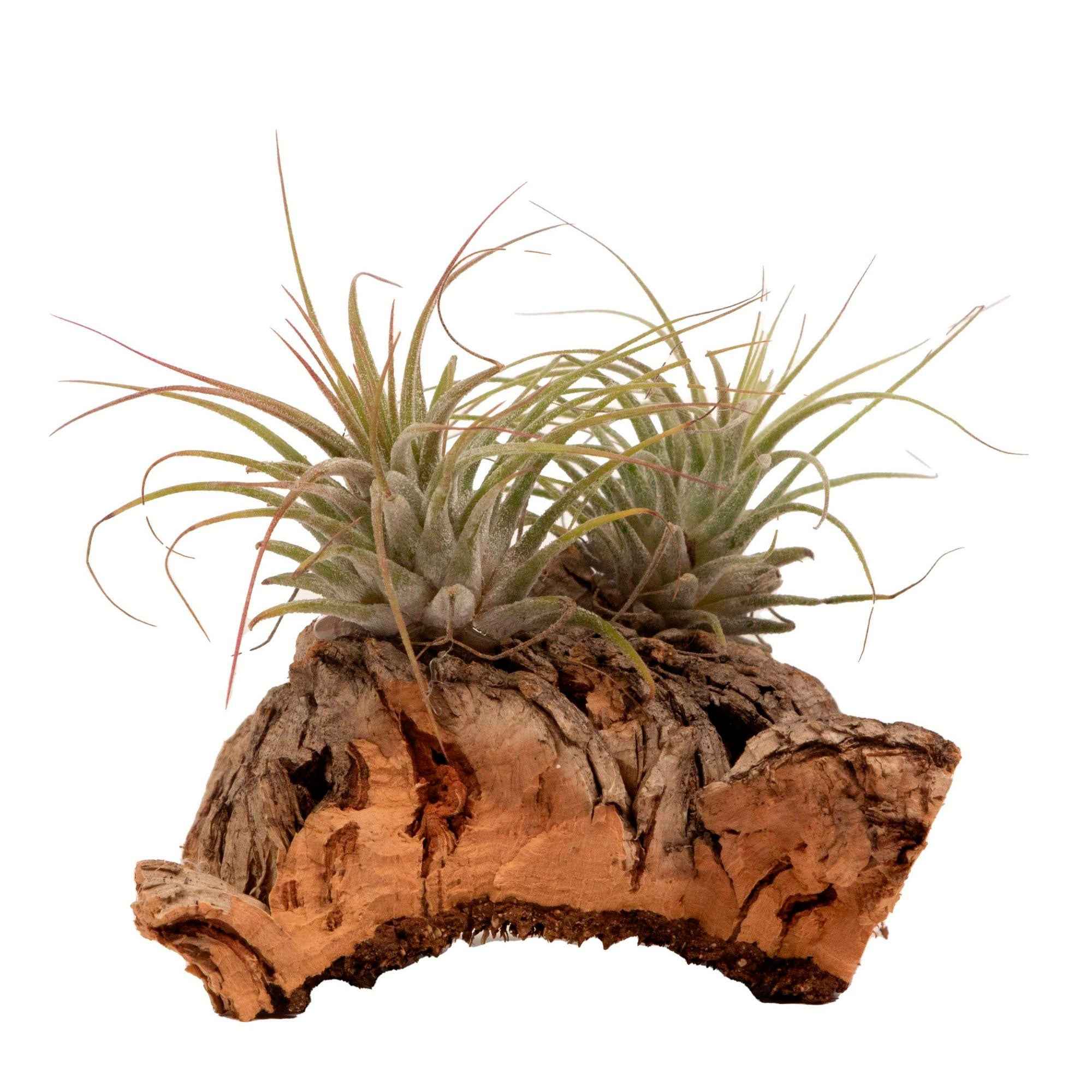 Bakker Tillandsias plante aérienne kit sur bois vert