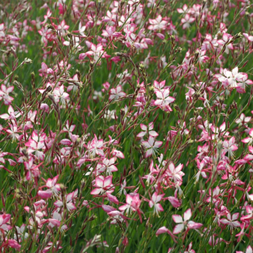 Bakker Gaura Rosyjane vivace pot 8 cm fleurs rose blanc
