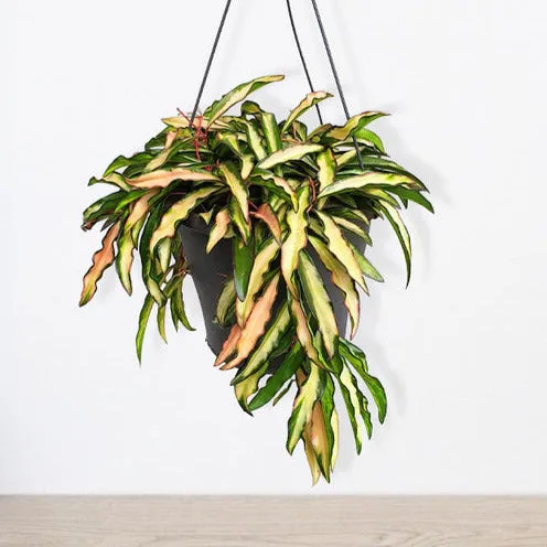 Bakker Hoya wayetii Tricolor plante intérieur panachée pot 14cm