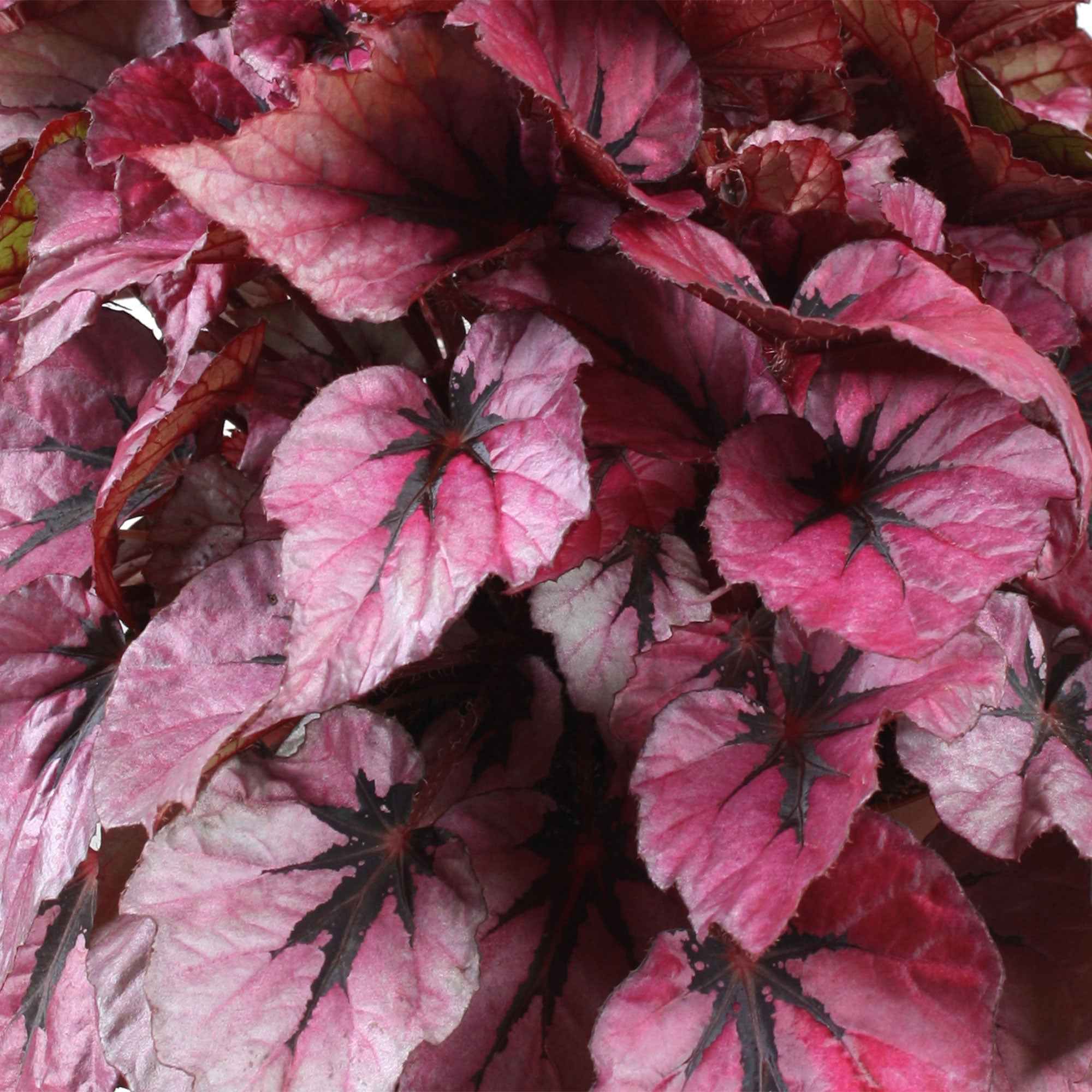 Bakker Plantes d'intérieur Bégonia Indian Summer plante verte pot 12cm