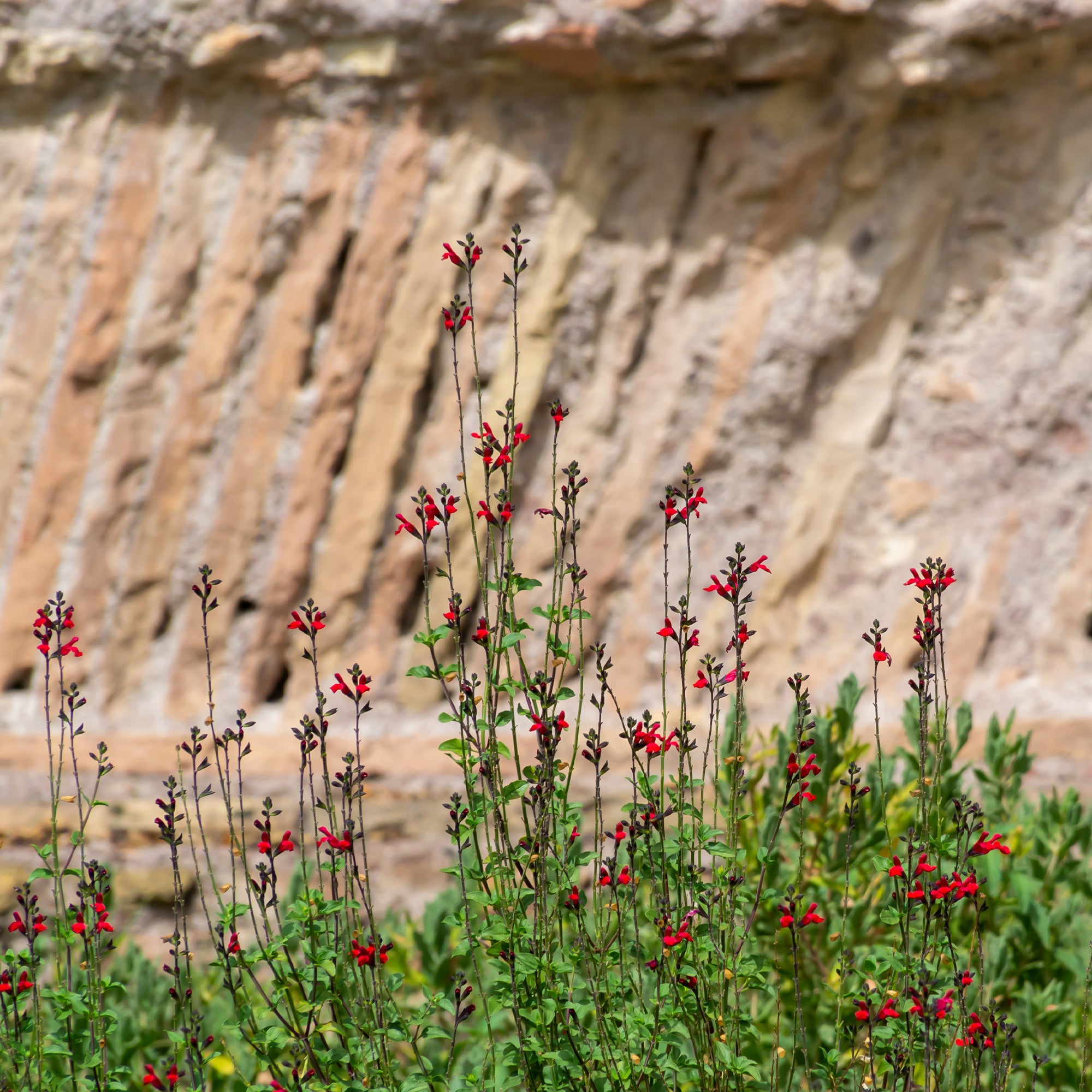 Bakker Sauge Royal Bumble Salvia arbustive rouge pot Ø 9cm