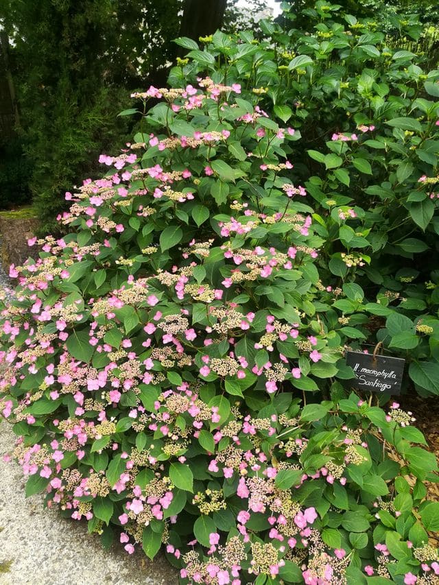 Les Hortensias du Haut Bois Santiago hortensia pot 3L