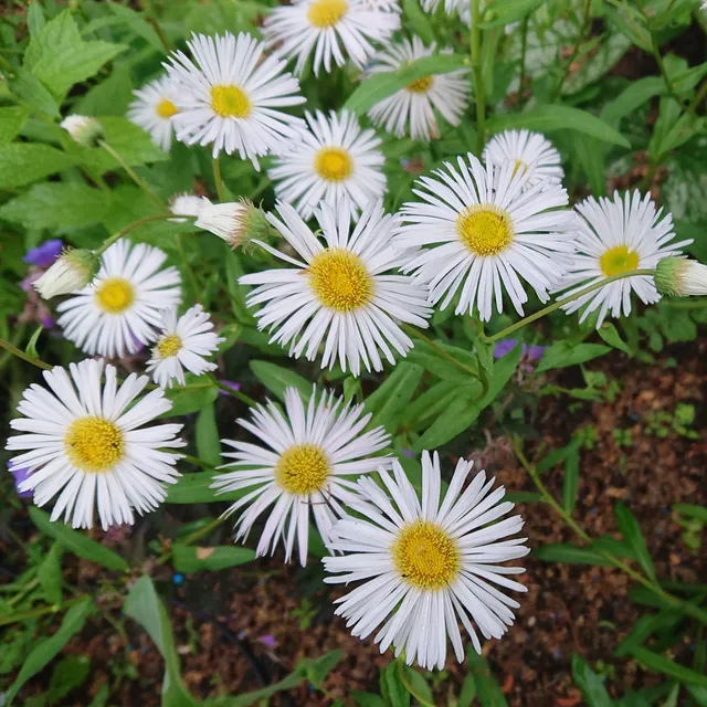 Erigeron Sommerneuschnee vergerette pot 1 litre blanche