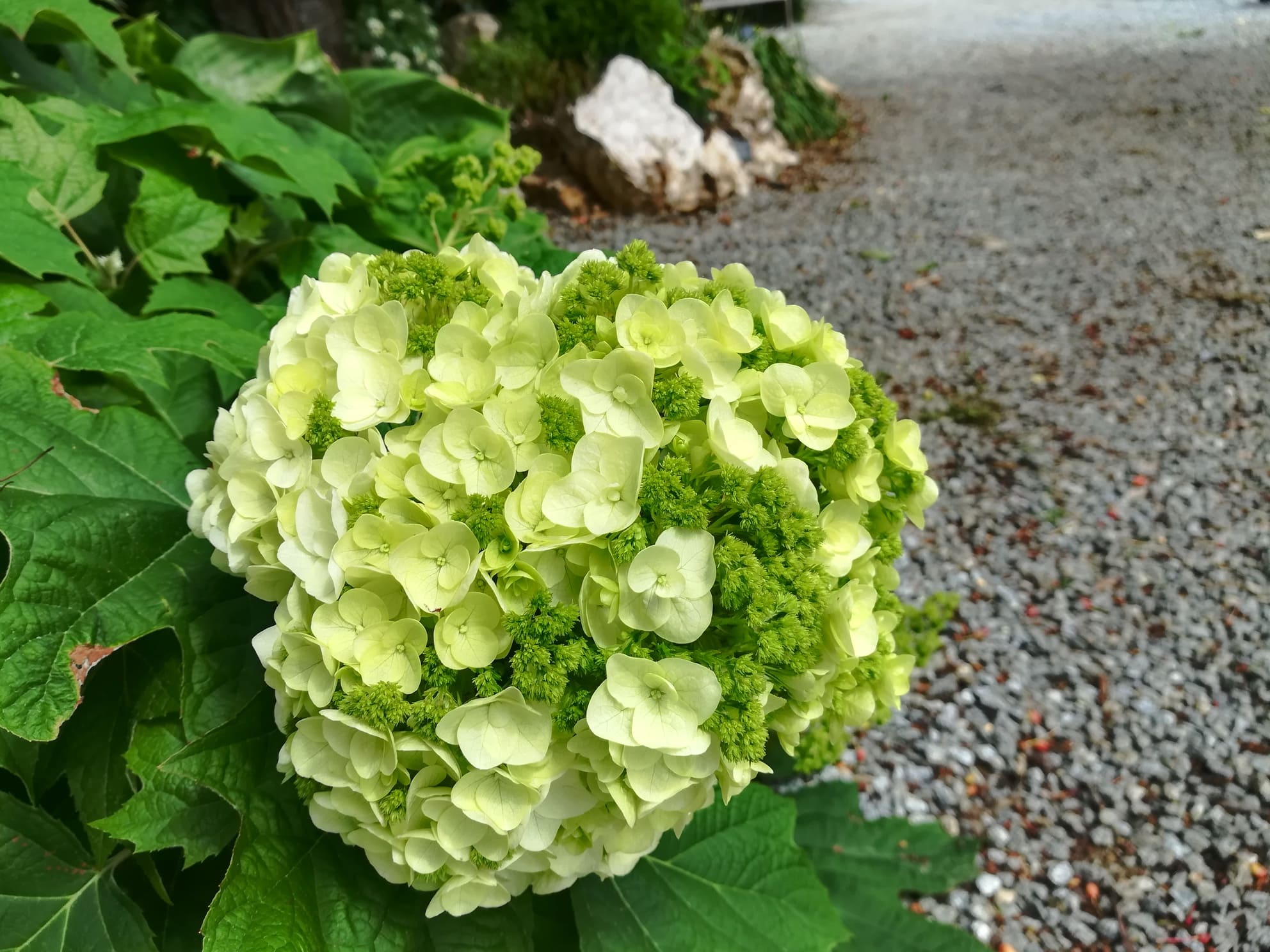 Les Hortensias du Haut Bois Harmony hortensia feuille de chêne godet