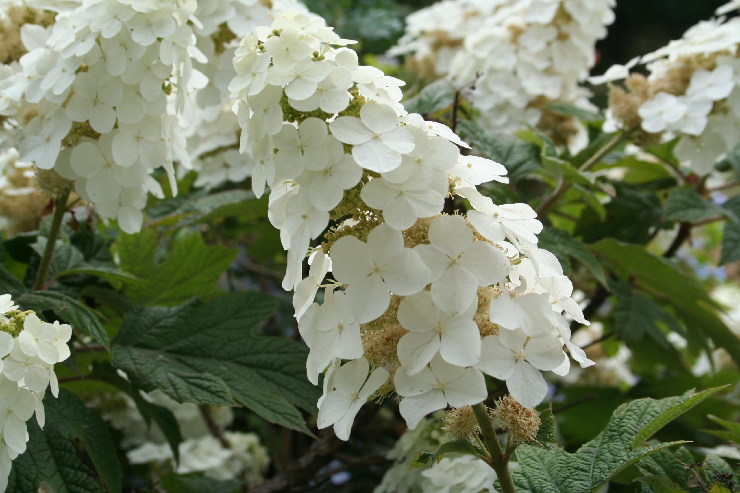 Hortensias du Haut Bois Hydrangea quercifolia Snow Queen hortensia