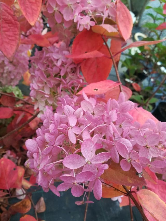 Les Hortensias du Haut Bois Harry's Souvenir Hydrangea paniculata panicule