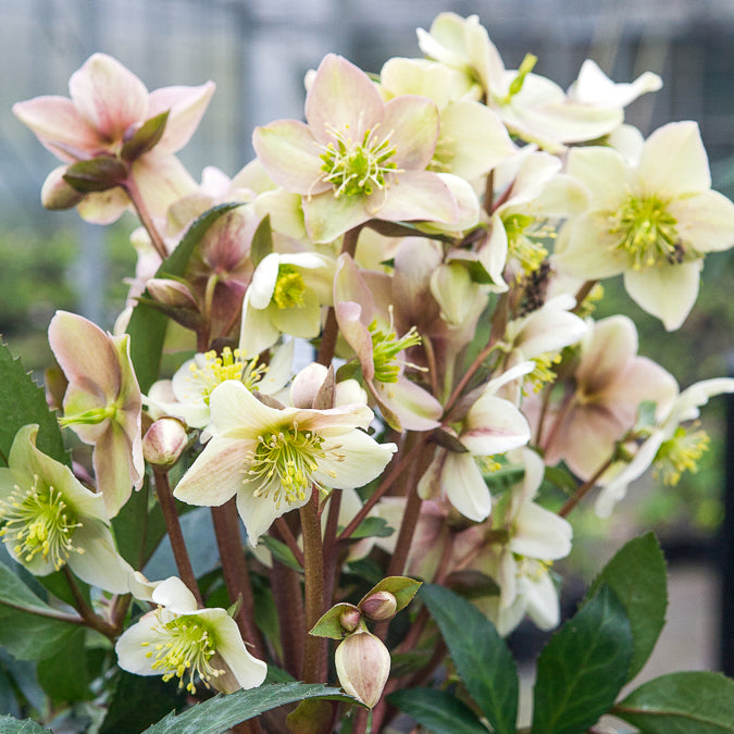 Bakker Emma hellébore plante terrasse 1,5L blanche