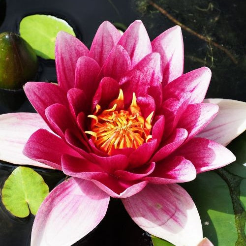 Bakker Nénuphar Attraction Nymphaea pot Ø9cm fleurs rouges