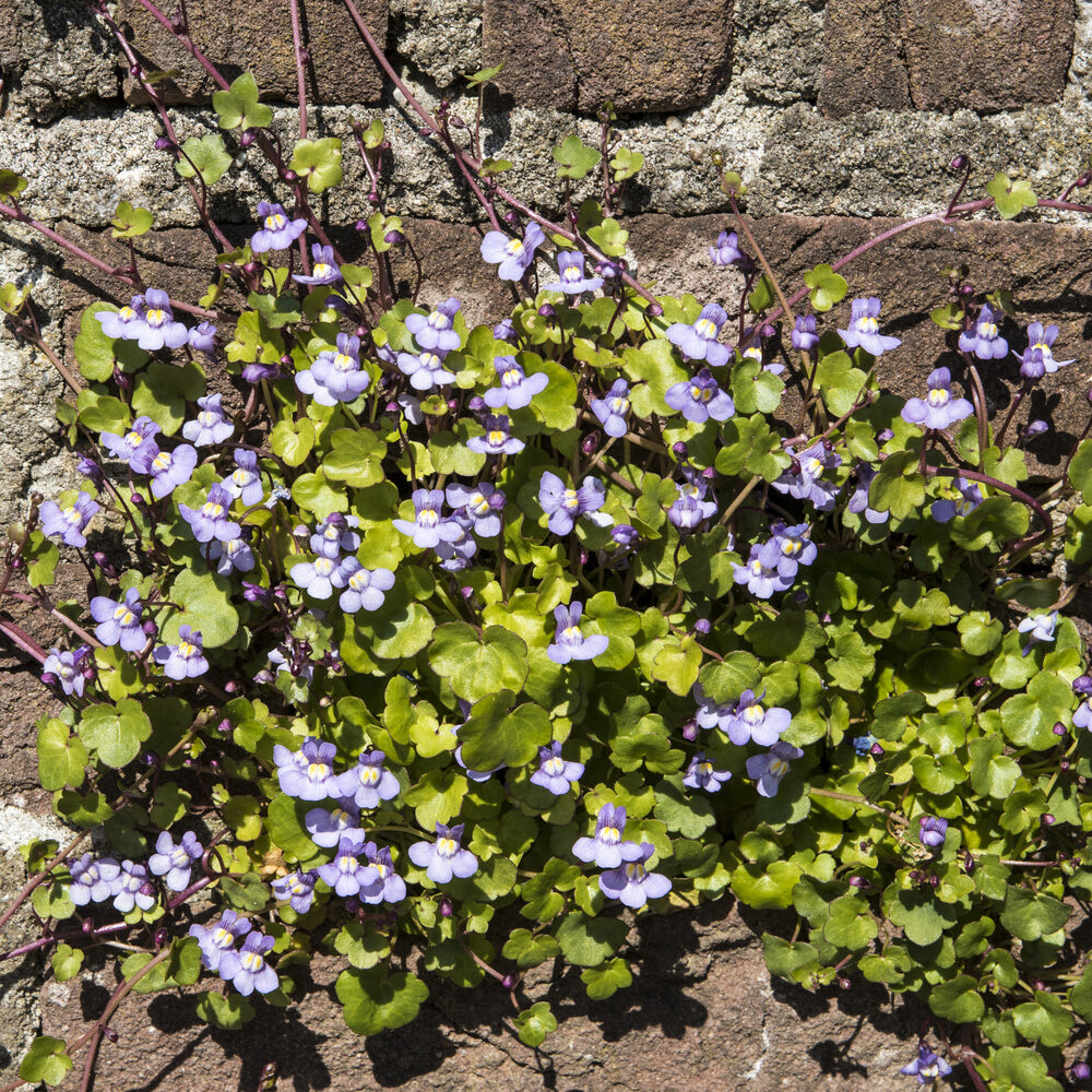 Bakker Ruine de Rome cymbalaire murs violette pot 9cm