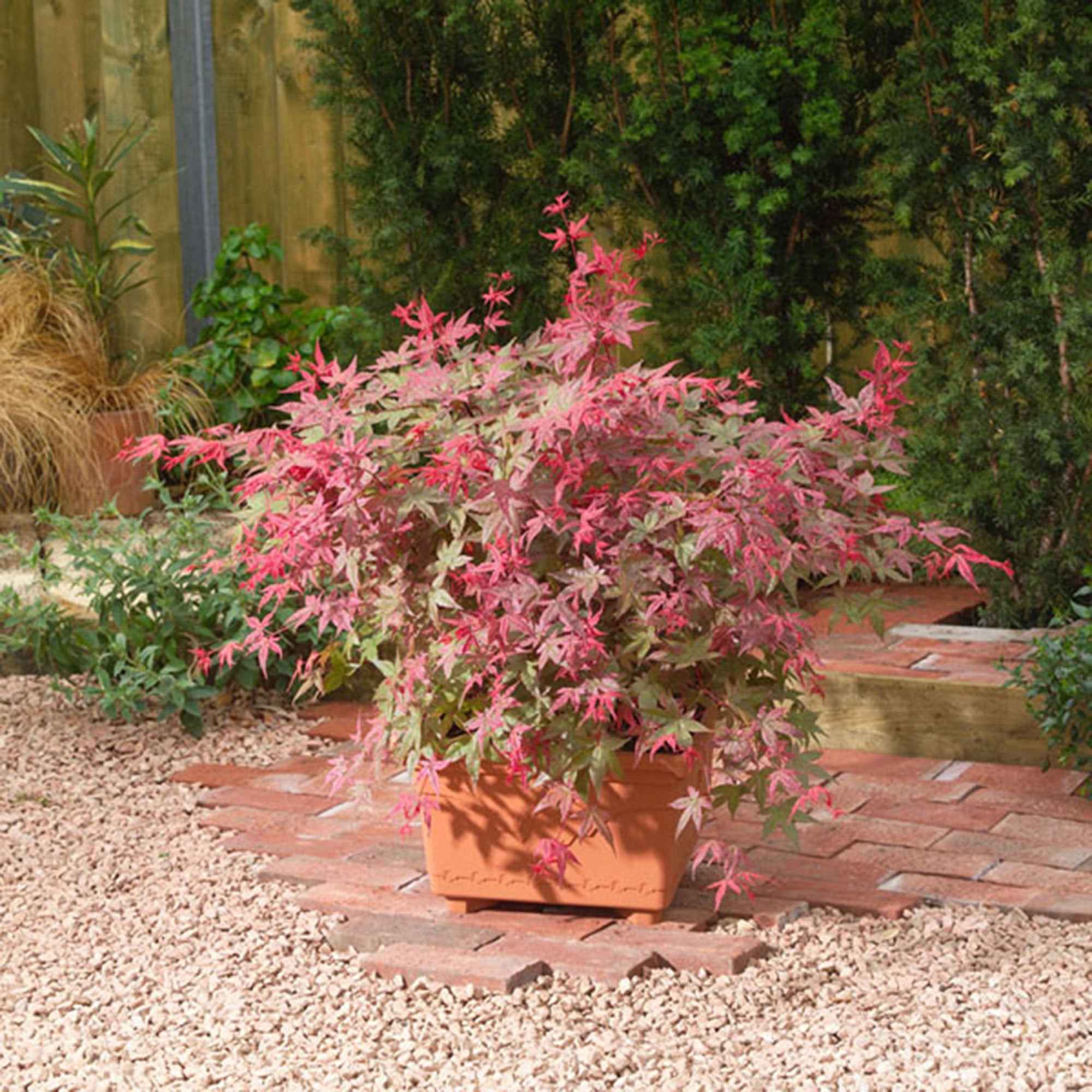Bakker Érable japonais Beni-maiko pot 3L 40-50cm