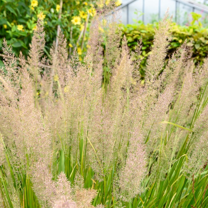 Bakker Herbe aux diamants graminée pot 8cm rose crème